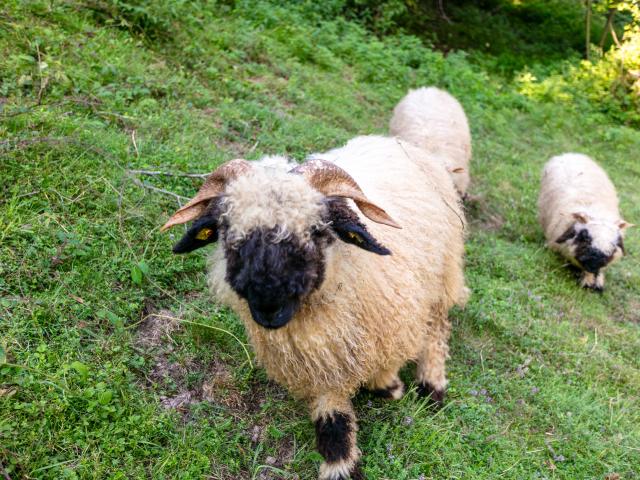 Immediate Surroundings (<1 km)