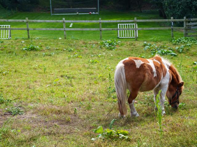 Ausstattung und Service des Ferienhauses