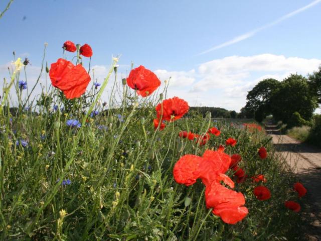 Aussicht vom Ferienhaus
