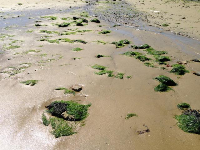 Immediate Surroundings (<1 km)