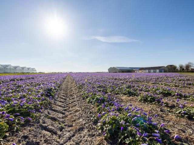A proximité directe (<1 km)