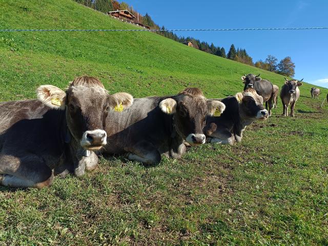 Immediate Surroundings (<1 km)