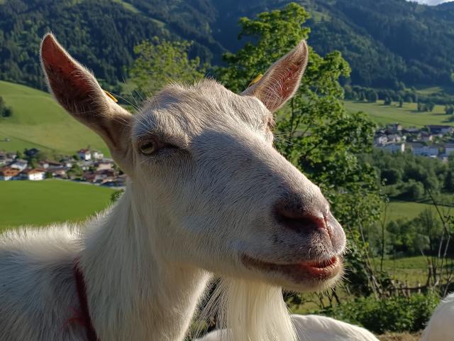 Immediate Surroundings (<1 km)