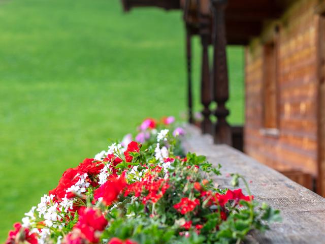 Ambiente / Nahaufnahme