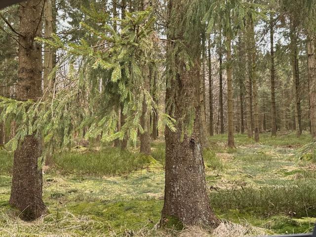 Direkte Umgebung [Sommer] (<1 km)