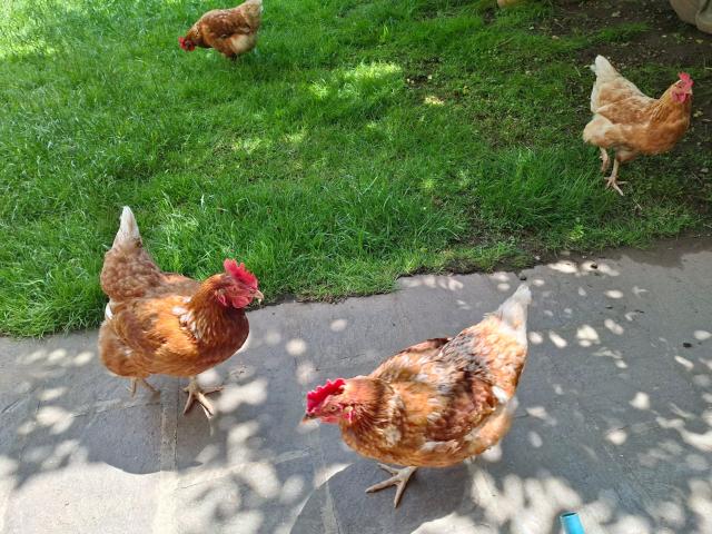 Ausstattung und Service des Ferienhauses