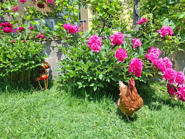 Ausstattung und Service des Ferienhauses