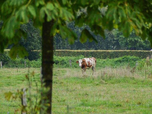Aussicht vom Ferienhaus [Sommer]