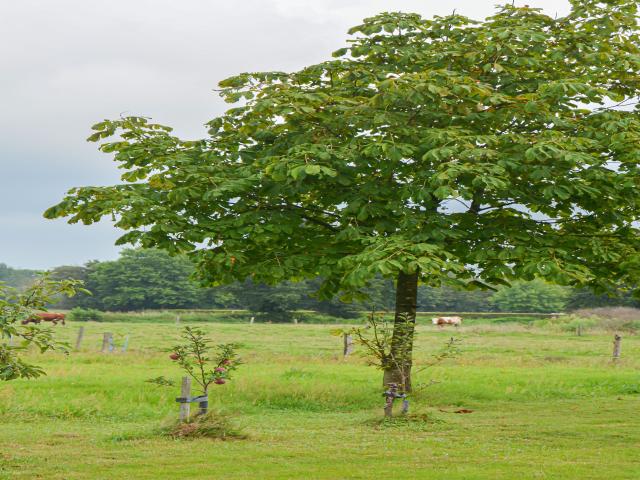 Aussicht vom Ferienhaus [Sommer]
