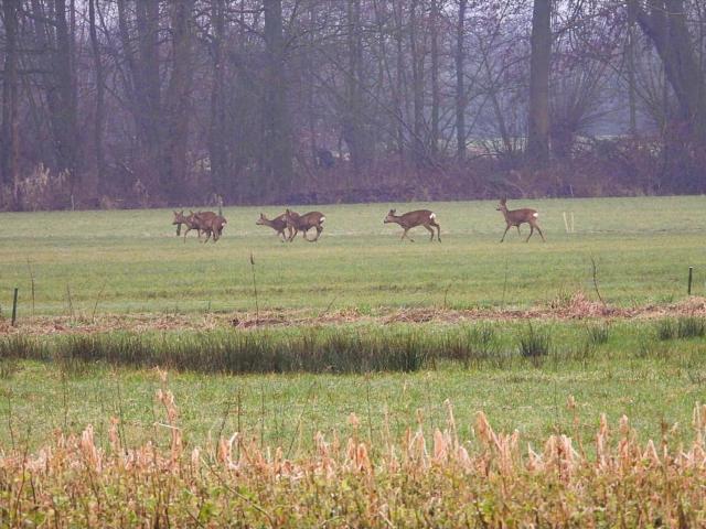 Aussicht vom Ferienhaus [Sommer]