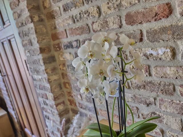 Ambiente / Nahaufnahme