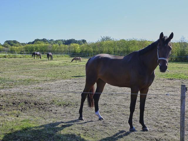 Direkte Umgebung [Sommer] (<1 km)