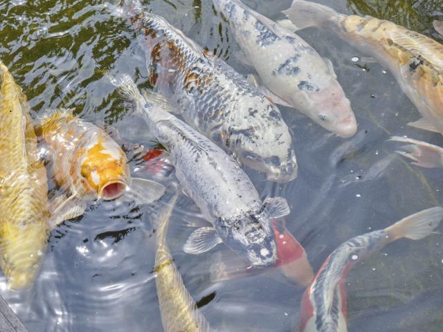 Ambiente / Nahaufnahme