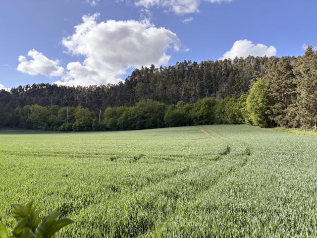 Direkte Umgebung [Sommer] (<1 km)