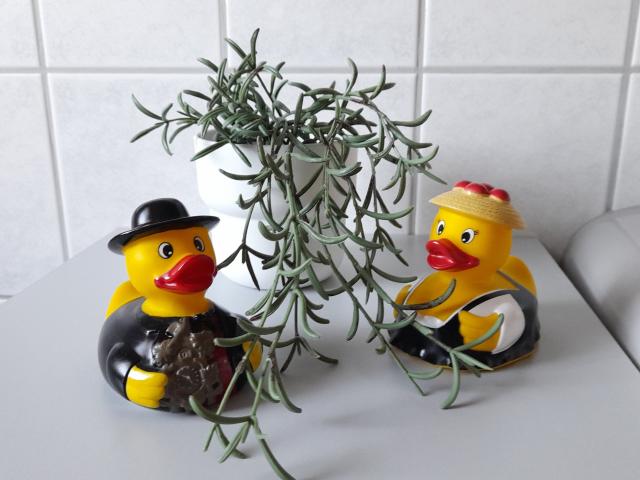 Ambiente / Nahaufnahme