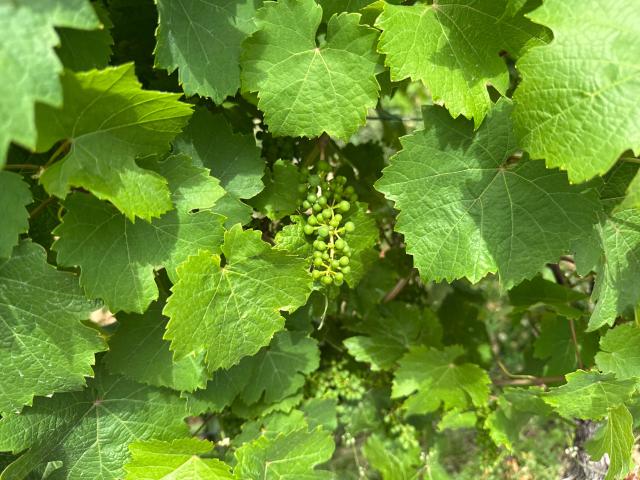 Ambiente / Nahaufnahme