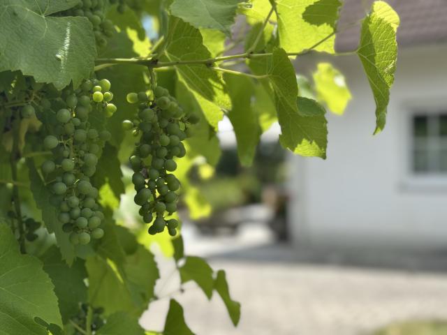 Ambiente / Nahaufnahme