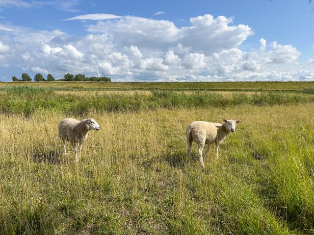 Immediate Surroundings (<1 km)