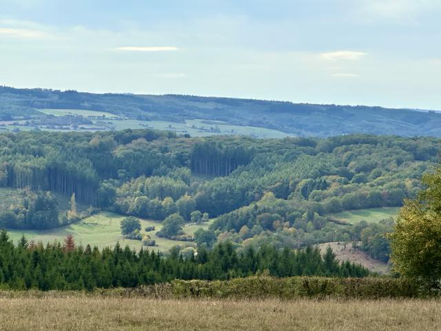 Vue