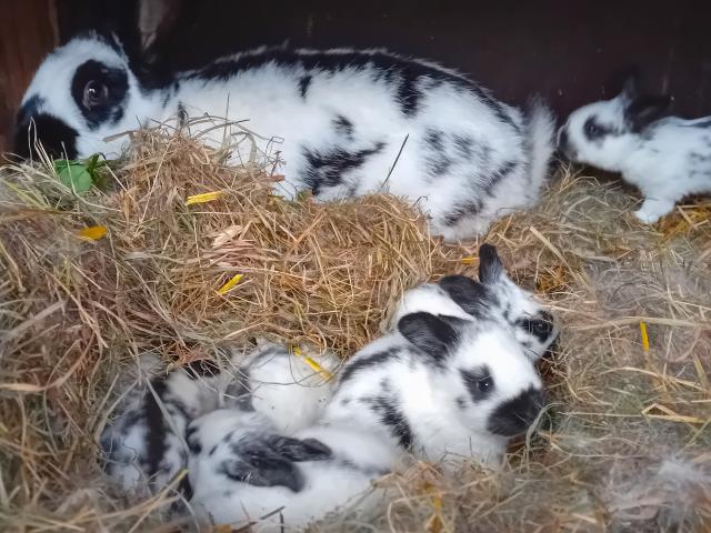 Ausstattung und Service des Ferienhauses