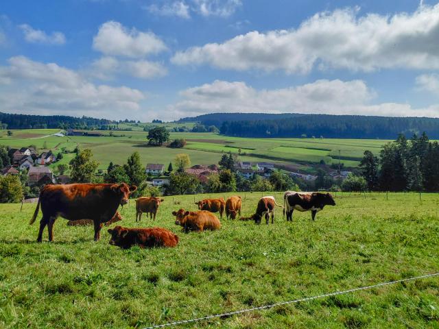 Ausstattung und Service des Ferienhauses