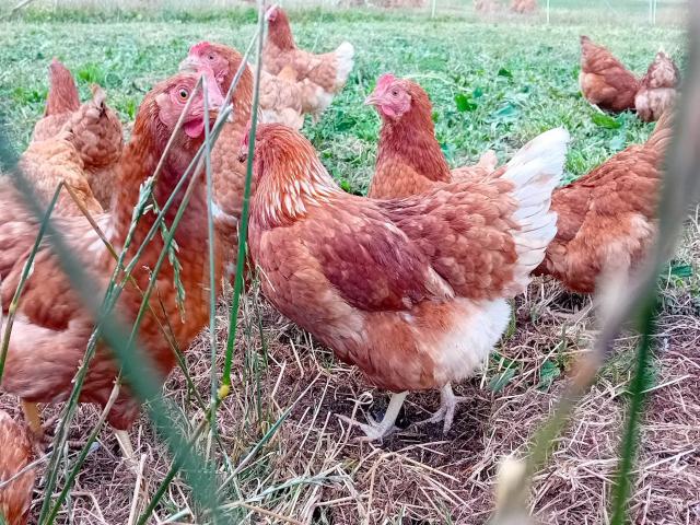 Ausstattung und Service des Ferienhauses