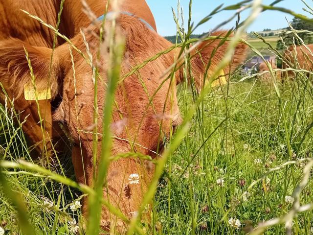 Ausstattung und Service des Ferienhauses