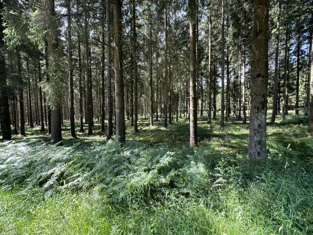 Direkte Umgebung [Sommer] (<1 km)