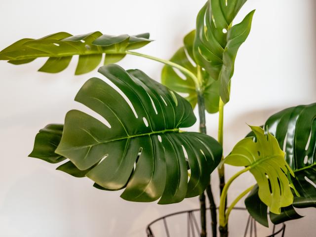 Ambiente / Nahaufnahme