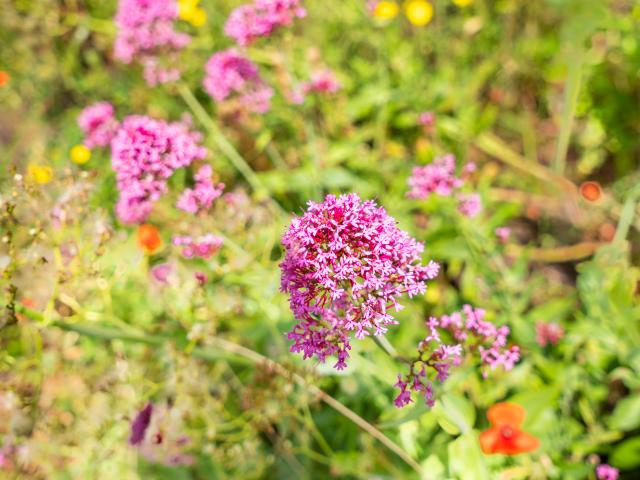 Ambiente / Nahaufnahme