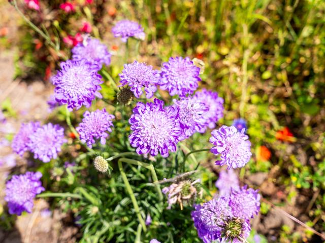 Ambiente / Nahaufnahme