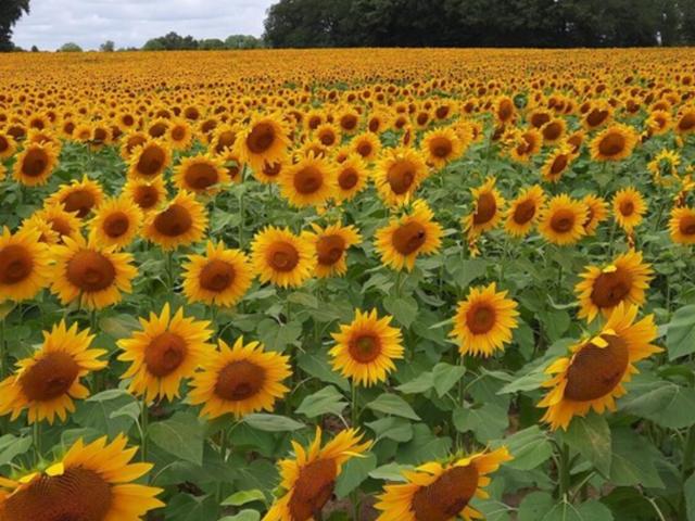 Direkte Umgebung (<1 km)