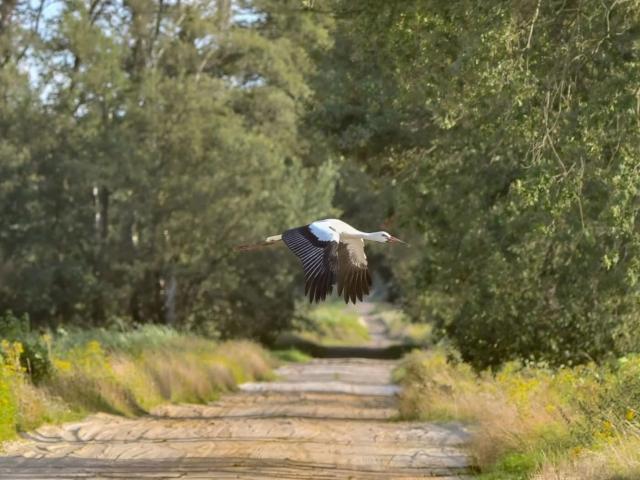 Directe omgeving (<1 km)