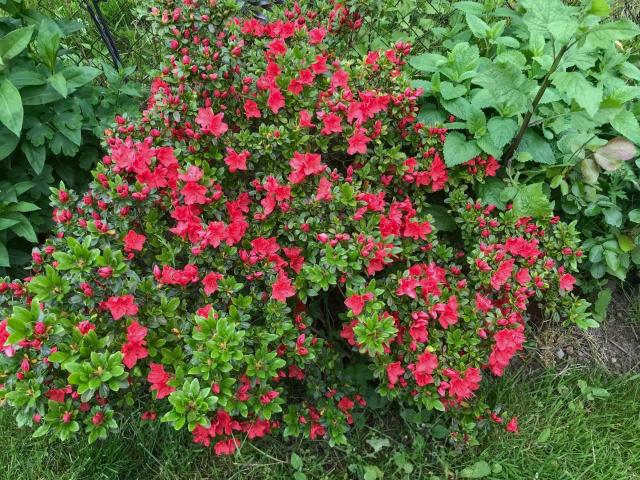 Ambiente / Nahaufnahme