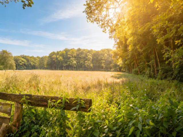 Immediate Surroundings (<1 km)