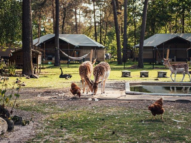 Faciliteiten en service vakantiepark