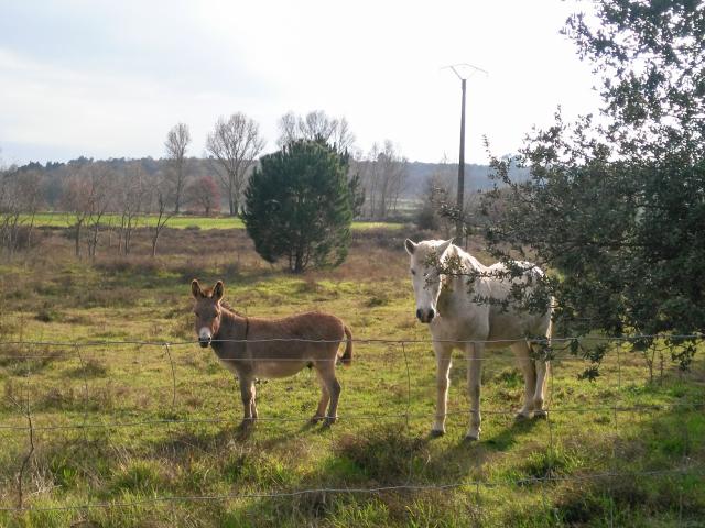 Directe omgeving (<1 km)