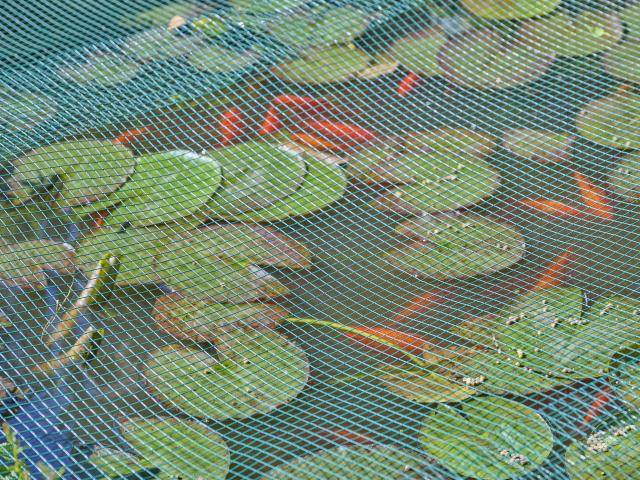 Tuin