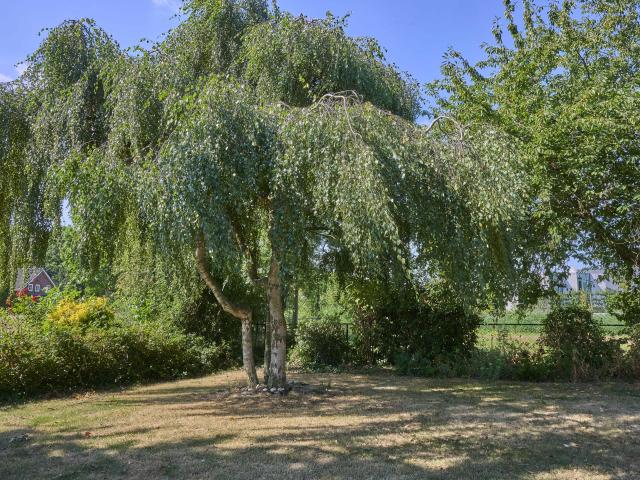 Tuin