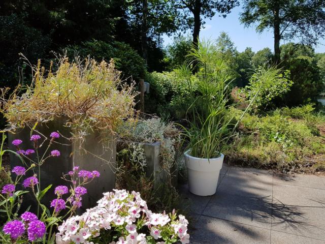 Tuin