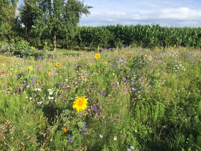 Tuin